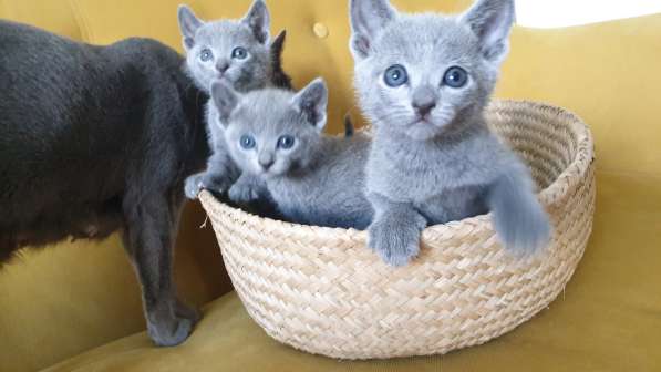 Элитные котята породы Русская голубая в фото 8