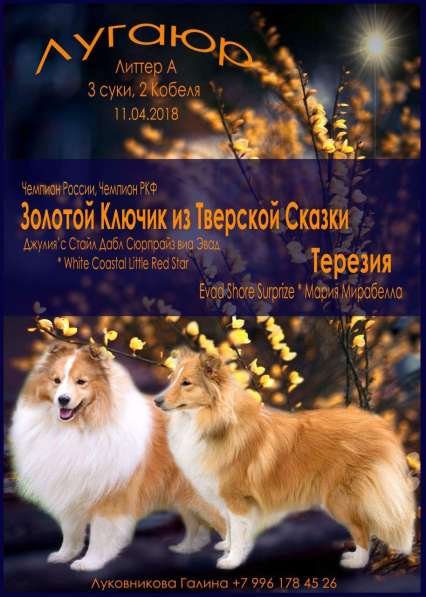 Шелти. Щенки. Питомник в Екатеринбурге фото 5