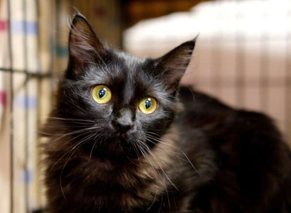 Элегантная Джейн Ли ищет себе друга в Москве фото 4