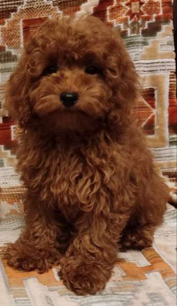Toy poodle. Red brown. Boy's