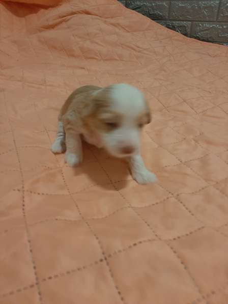 Продам щенков в фото 18