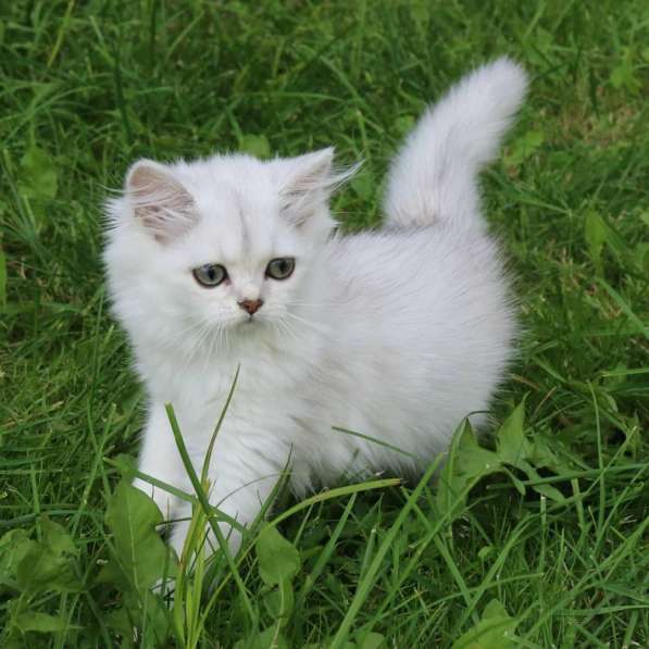 Шотландские котята в фото 9