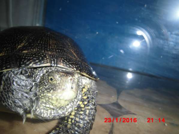 Болотные черепахи в Добрянке