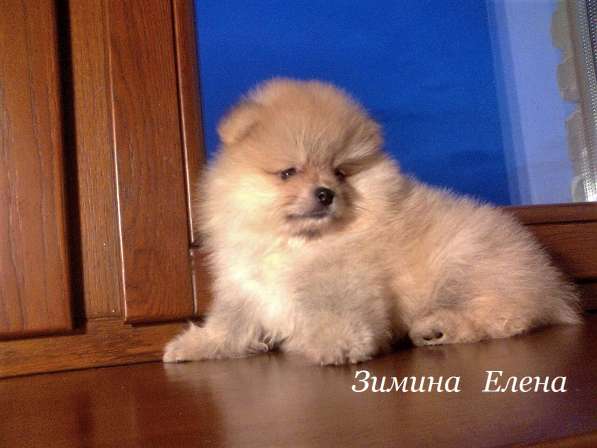 Девочки рыжего окрраса в Москве фото 3