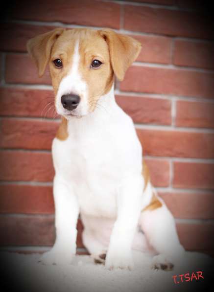 Щенки Джек Рассел терьер в Дмитрове фото 13