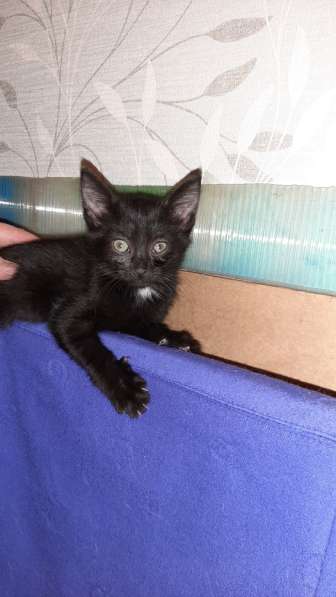 Милые котики в Санкт-Петербурге