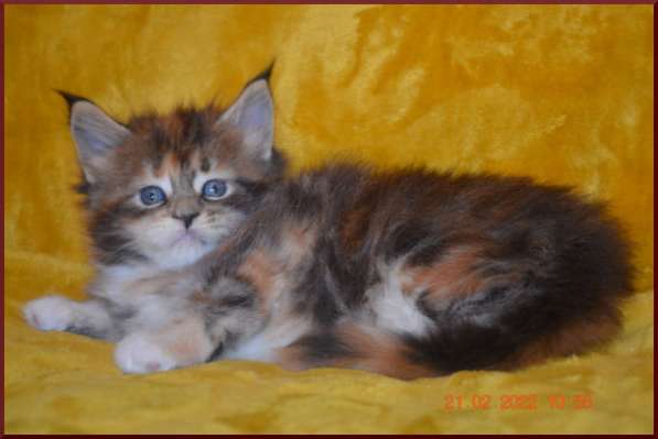 Роскошный черный котик мейн-кун из питомника в Астрахани фото 109