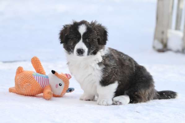 Щенок вельш корги кардиган в Москве фото 7