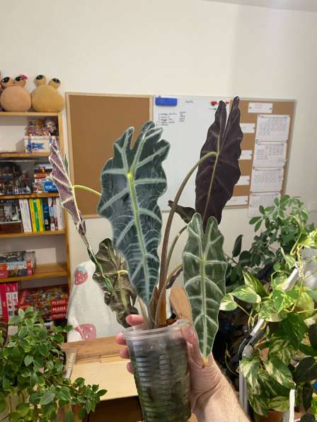 Алоказия Полли в Пензе