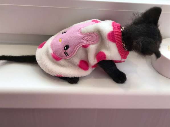 Элитный Девон-Рекс. Кудрявый лесной в Санкт-Петербурге фото 28