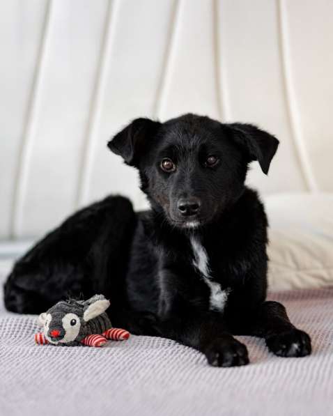 Маленькая Молли ищет свой дом! в Москве фото 10