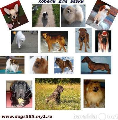 Разные породы собак из питомников в Тюмени