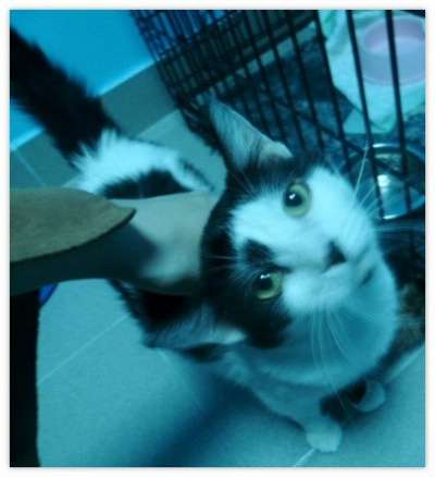 Отдам даром Кот Гриша в Санкт-Петербурге фото 4