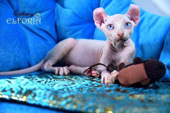 Котята Sphynx, Elf, Bambino, DWELF в фото 7