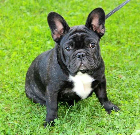 Подрощенные девочки (РКФ) в Москве фото 7