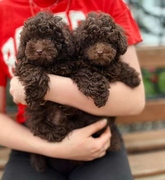 Toy poodle puppies в фото 4