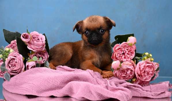 Миниатюрная девочка пти-брабансон