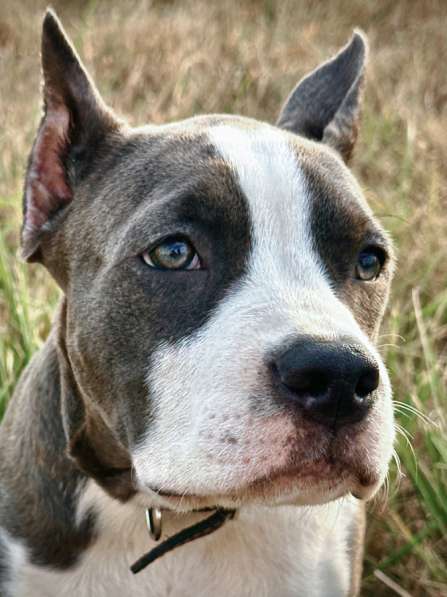 Американский Стаффордширский терьер