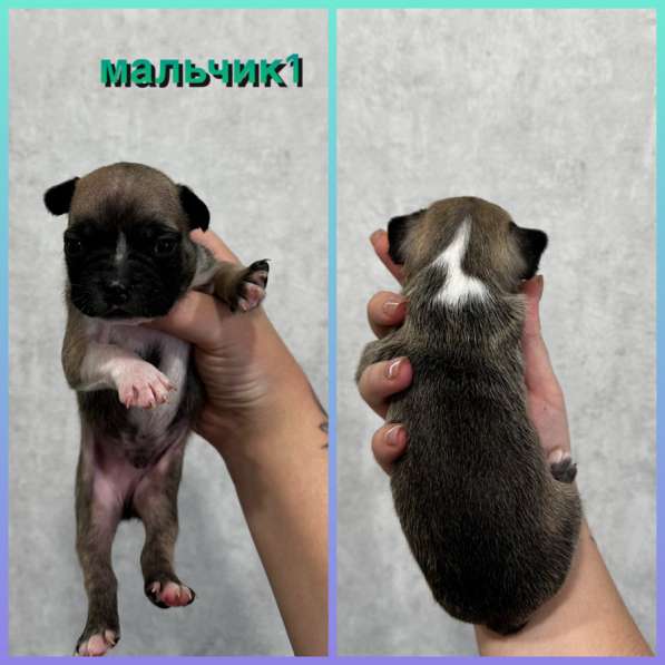 Французские бульдоги в Волжский фото 6