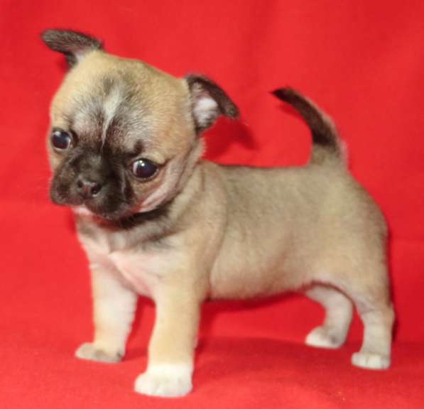 Чихуа девочка в Санкт-Петербурге