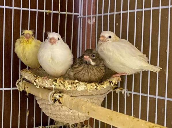 Канарейки в Тюмени фото 3