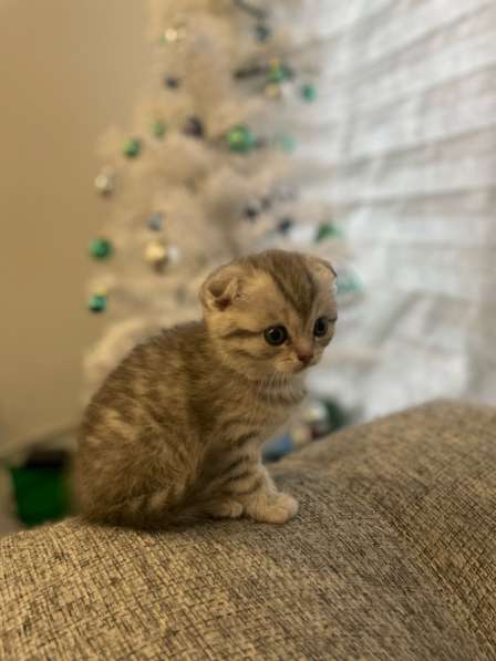 Вислоухие шотландские котята в Нижнем Новгороде фото 3
