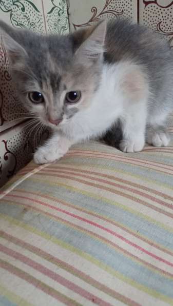 Котята даром в 