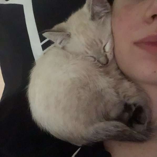 Котенок ищет дом в Ярославле