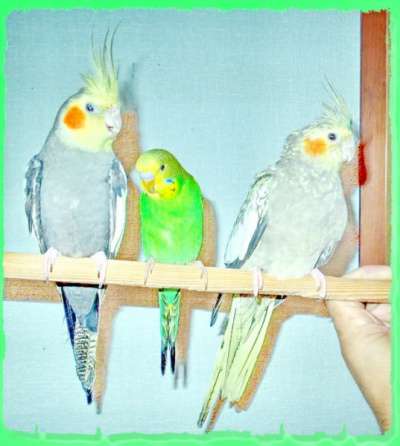 Куплю Куплю Попугаев, канареек, приму в дар в Москве
