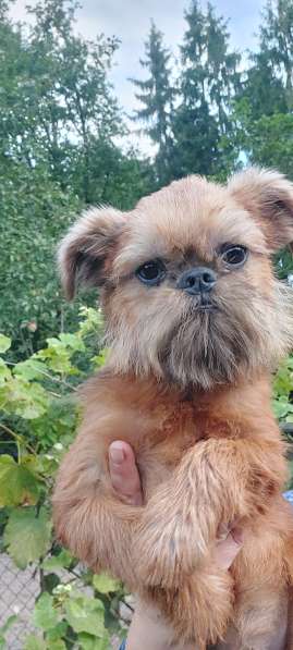 Брюссельский ГРИФФОН мальчик 4 мес в фото 5