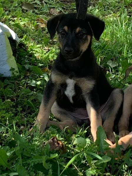 Ласковые бархатные щеночки в Санкт-Петербурге фото 12