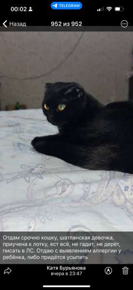 Отдам кошку
