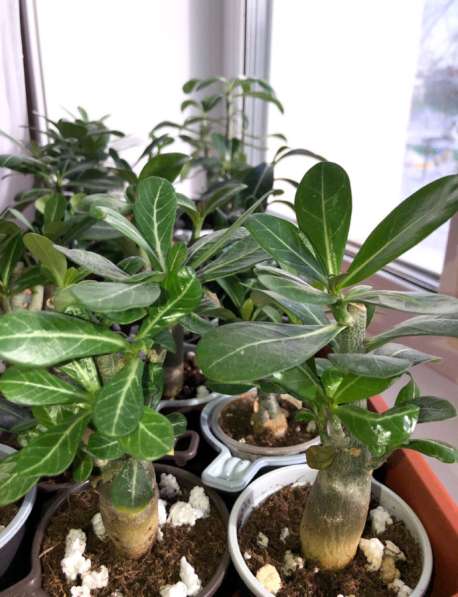 Адениум. Сахалин в Аниве фото 6