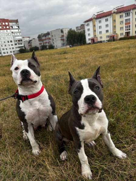 Американский Стаффордширский терьер в 