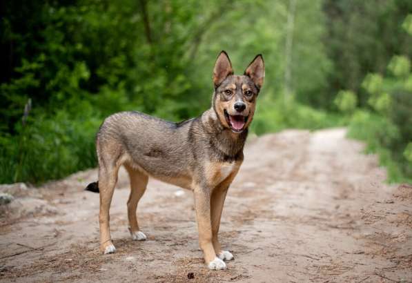 Флеш — молодой и послушный шоколадный, активный в Москве