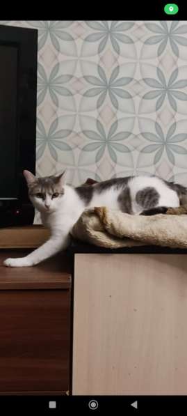 Кошечка Фрося в добрые руки в Москве фото 9