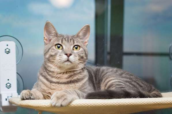 Красавец серо-голубой котик-подросток Костя в добрые руки