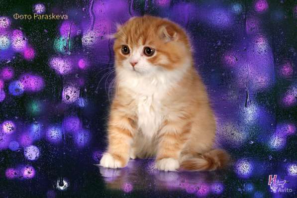 Котенок - счастье в дом в Санкт-Петербурге фото 4