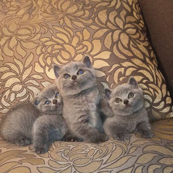 Шотландские котята в фото 9