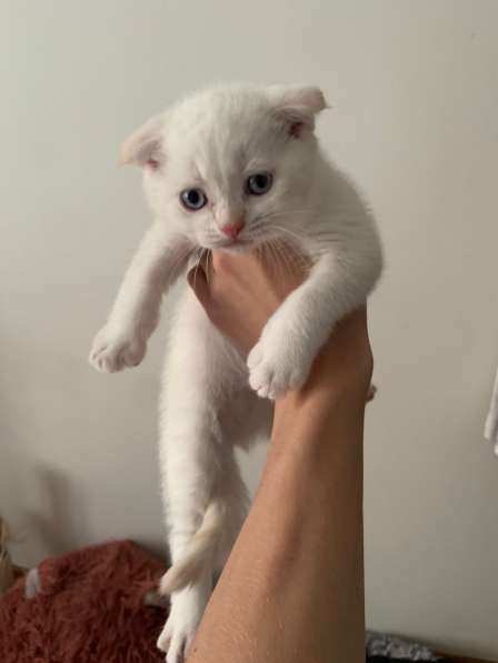 Шотландские вислоухие котята