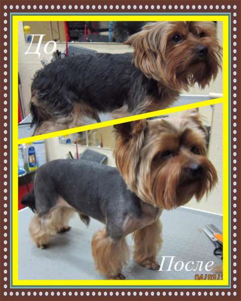 Стрижка собак в Москве фото 4