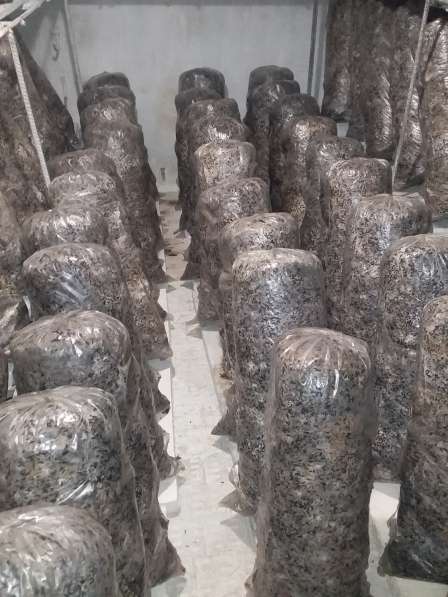 Продам готовые грибные блоки вешенки в Нижнегорском