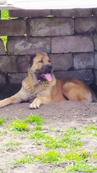 Продаются щенки алабая в фото 11