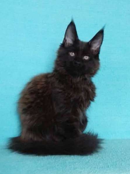 Кошечка мейн-кун из питомнника в Казани фото 32