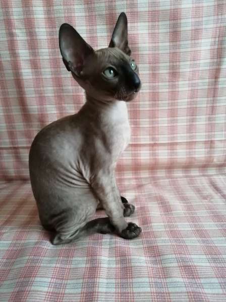 Кошечка Корниш рекс в Москве фото 4