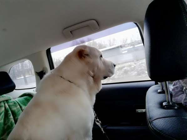 Щенки Среднеазиатской овчарки в Москве фото 26