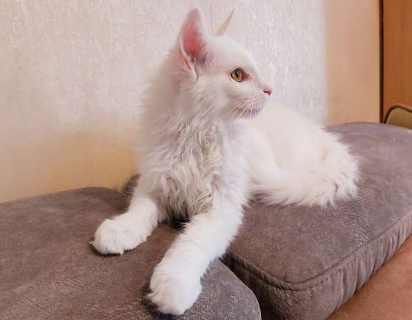 Maine Coon белая кошечка свободна в фото 5