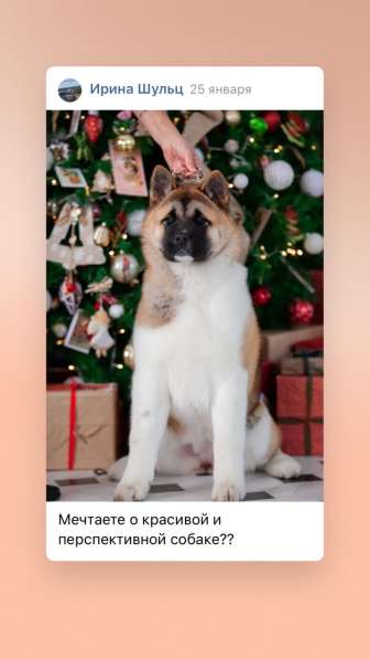 Щенки Американской Акиты в Москве фото 8