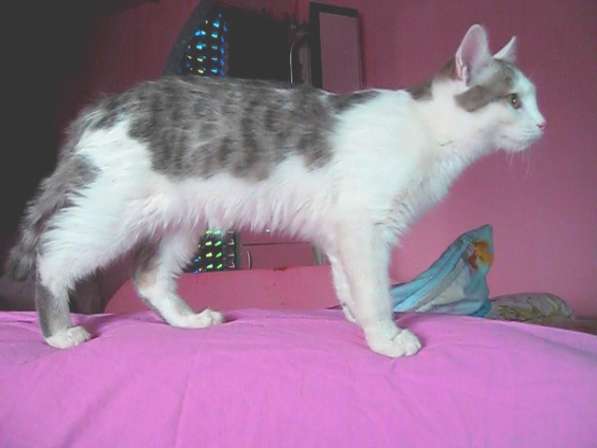 Анатолийская кошка, белая с серыми тигровыми полосами в фото 5