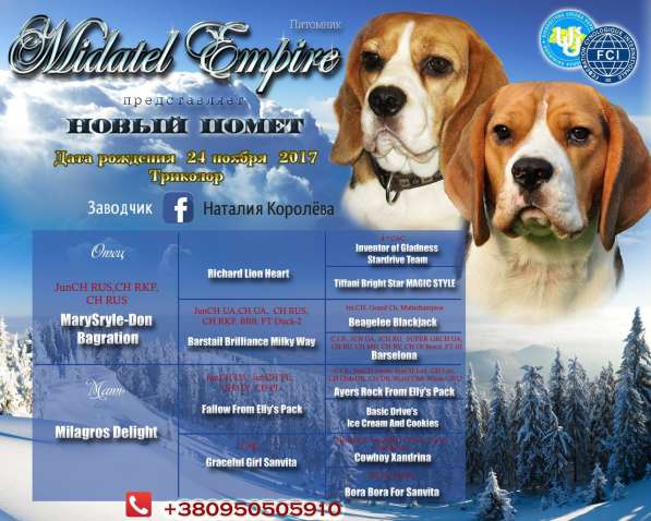 Щенок бигля. сука в фото 3